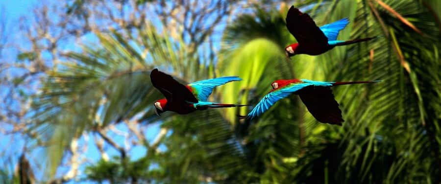 Living Nature from Cusco: 3 Days Manu Jungle all inclusive - Parrot Clay Lick at Dawn: why morning matters and what to watch for