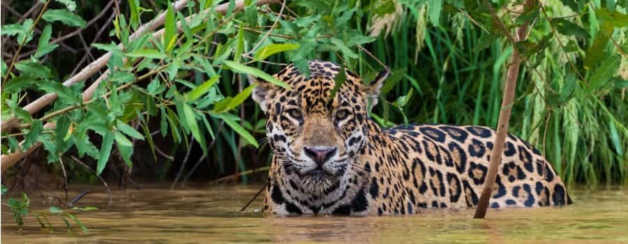 Living Nature from Cusco: 3 Days Manu Jungle all inclusive - Price and Logistics: what $390 covers and what you still need to bring