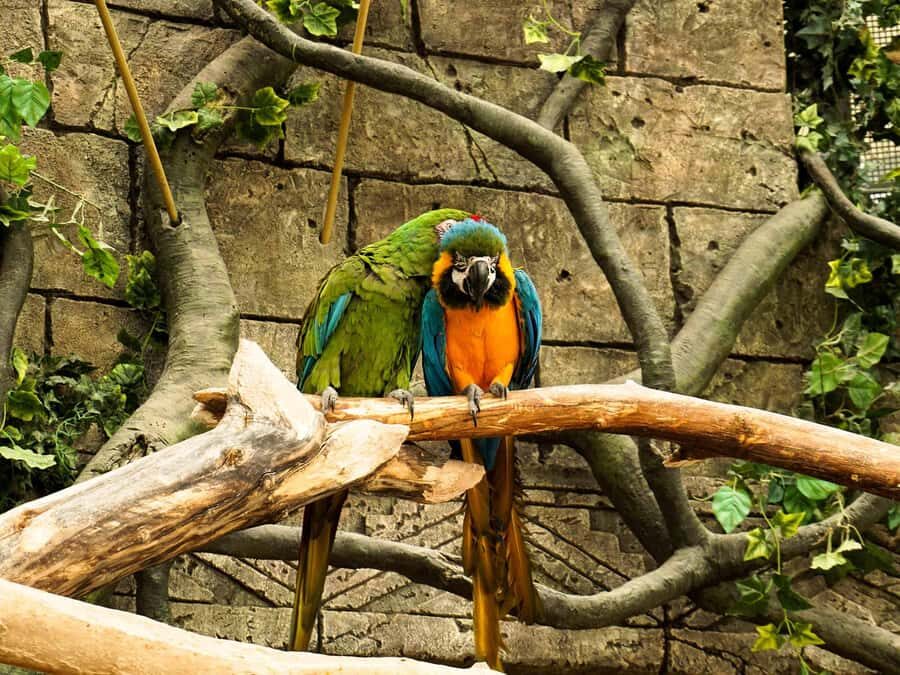 Living Nature from Cusco: 3 Days Manu Jungle all inclusive - Who This Tour Fits Best (and who should skip it)