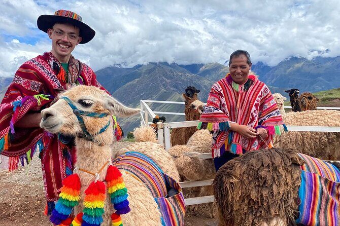 Llama & Alpaca Experience (Cusco Region): ANDEAN COLORS - Key highlights at a glance