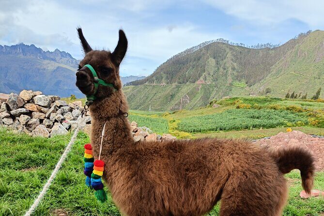 Llama & Alpaca Experience (Cusco Region): ANDEAN COLORS - Starting in the Racchi Ayllu orbit: where you begin and where you end