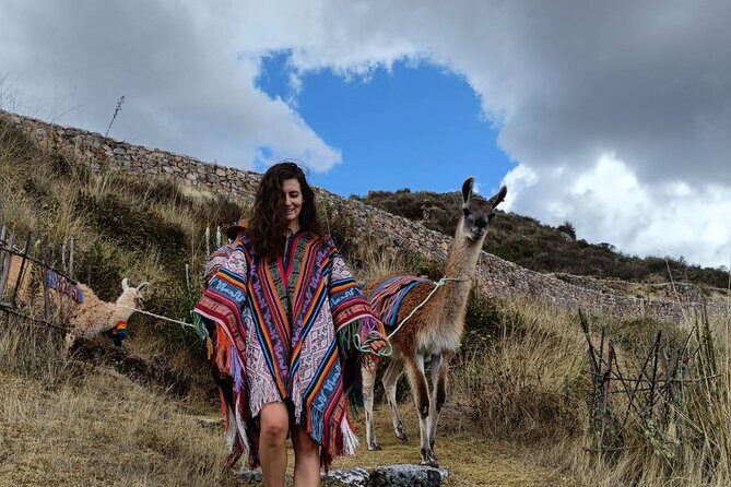 Llama & Alpaca Experience (Cusco Region): ANDEAN COLORS - Feeding llamas and alpacas with fresh grass: the hands-on payoff