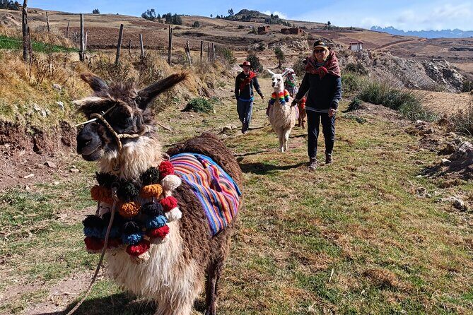 Llama & Alpaca Experience (Cusco Region): ANDEAN COLORS - Price and value: $30 for animals plus textile context