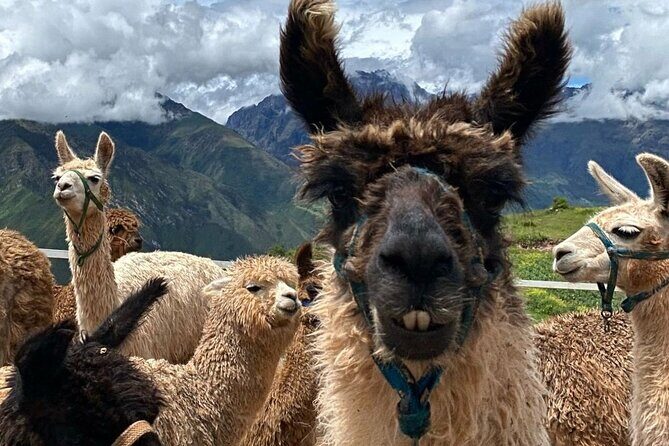 Lunch, Llamas & Textiles Experience (Cusco Region): ANDEAN COLORS - Bracelet Weaving: A Small Hands-On Craft with Real Meaning