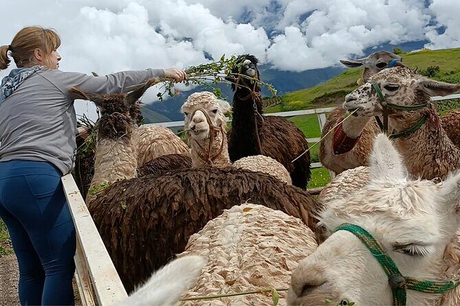 Lunch, Llamas & Textiles Experience (Cusco Region): ANDEAN COLORS - Andean Lunch with Quinoa Soup and Chicha Morada
