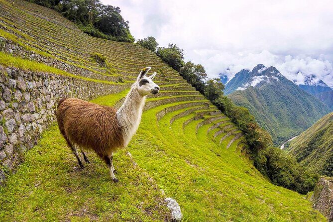 Machu Picchu 1-Day By Panoramic Vistadome Train - Machu Picchu with a private guide: what you’ll actually see