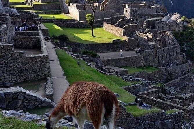Machu Picchu 1 Day by Train from Cusco - Getting up to the citadel: bus transfer and a 2-hour guided circuit