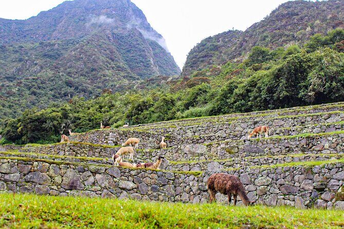 Machu Picchu Circuit 2 by Panoramic Train 2Day/1Night in Private - Day 1: Cusco pickup, Ollantaytambo views, and settling in Aguas Calientes