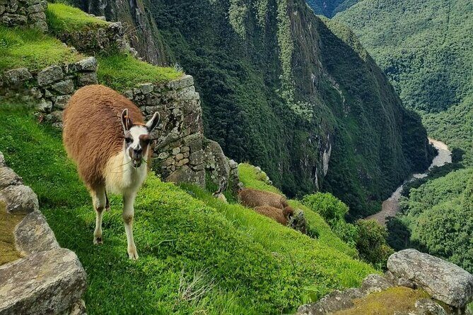 Machu Picchu from Cusco : tickets, guide and more - The Guided Walk: Temples, Terraces, Plazas, and the Stories Behind Them