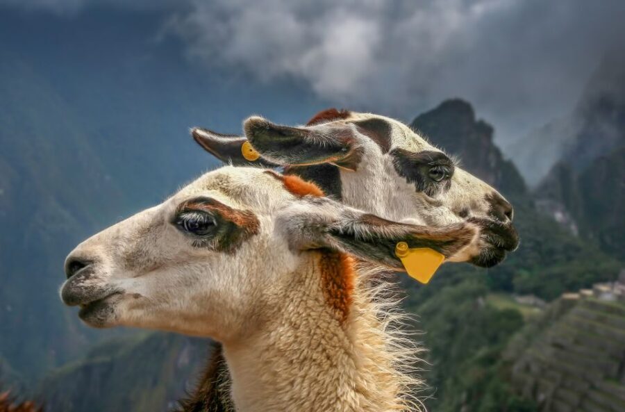 Machu Picchu: Private Full-Day Tour with Afternoon Entrance - Who This Private Afternoon Tour Fits Best