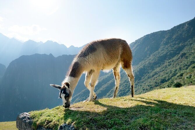 Machu Picchu Tour by Train - Key highlights you’ll care about
