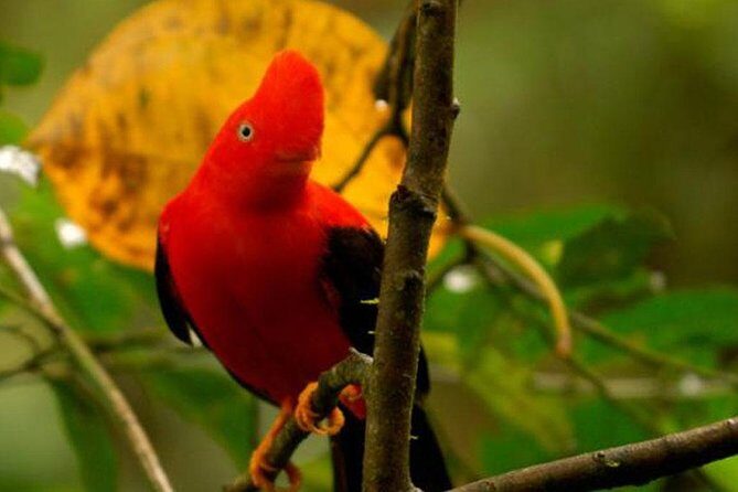 Manu Jungle Exploring: 5 Day Amazon & Cloud Forest Adventure - Key highlights worth circling