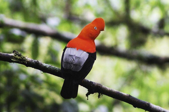 Manu Jungle Exploring: 5 Day Amazon & Cloud Forest Adventure - From Cusco into cloud forest: the day-one intro to Manu