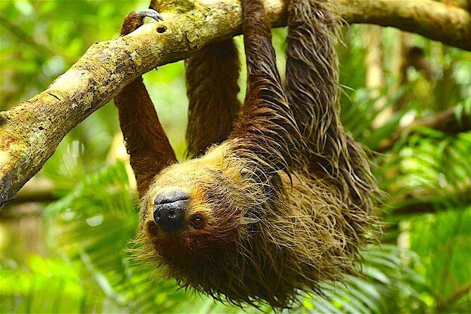 Manu Jungle Exploring: 5 Day Amazon & Cloud Forest Adventure - What the small-group setup does for your experience
