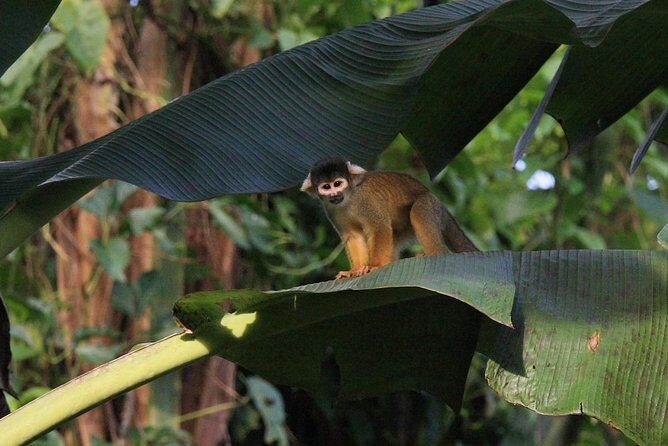 Manu Jungle Exploring: 5 Day Amazon & Cloud Forest Adventure - Wildlife spotting: why the schedule hits the right moments
