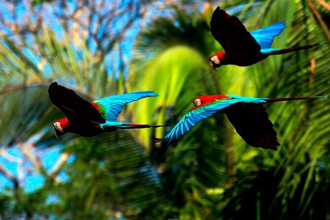 Manu Jungle Exploring: 5 Day Amazon & Cloud Forest Adventure - Jungle trails and the mammals clay lick: the rhythm of wildlife time