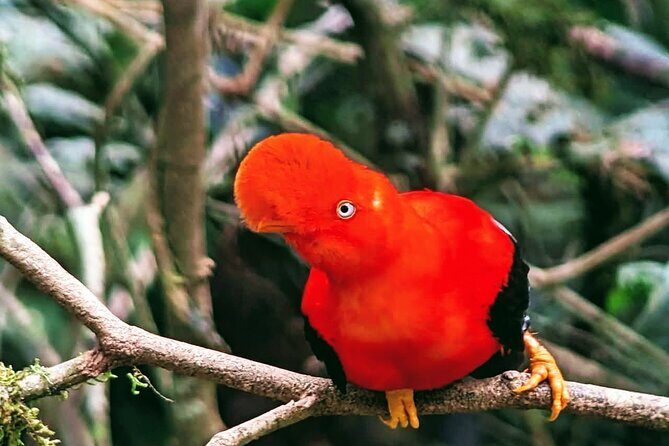 Manu jungle tours from Cusco (2 days). - Quick takeaways before you book