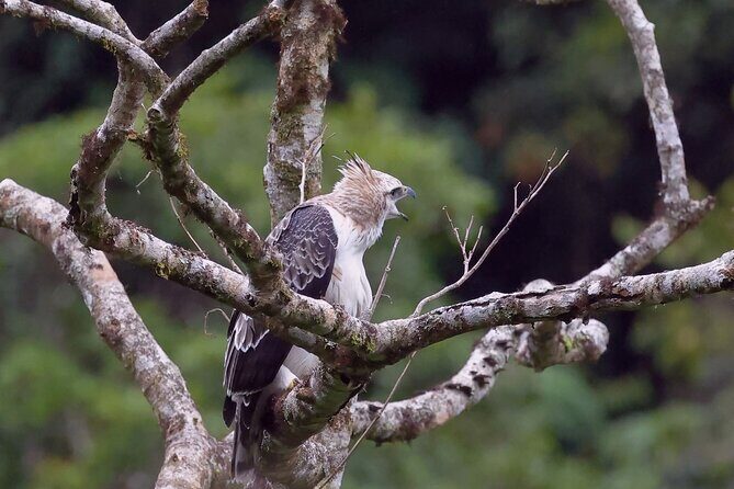 Manu jungle tours from Cusco (2 days). - Where you’ll stay, eat, and sleep: the practical comfort checklist