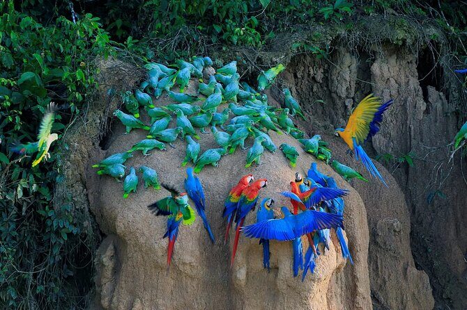Manu National Park Tour 4 Days/3 Nights - Key Highlights You’ll Feel in Your Feet