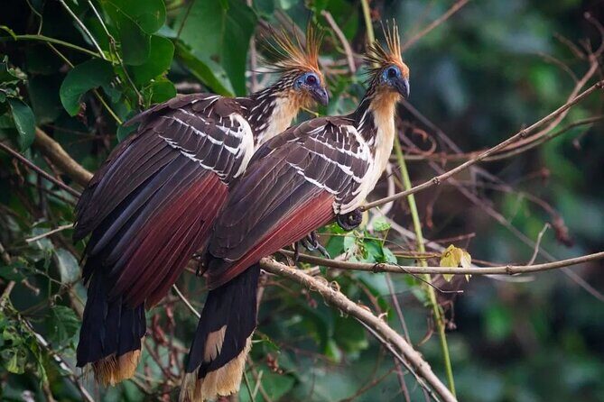 Manu National Park Tour 4 Days/3 Nights - Machuhuasi Lagoon Rafts and the Day 2 Wildlife Mix