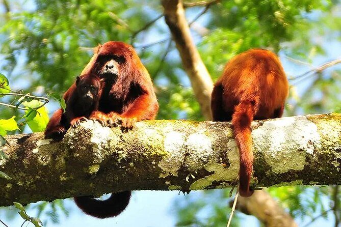Manu National Park Tour 4 Days/3 Nights - Day 4 Return to Cusco: Same Region, Different Mood