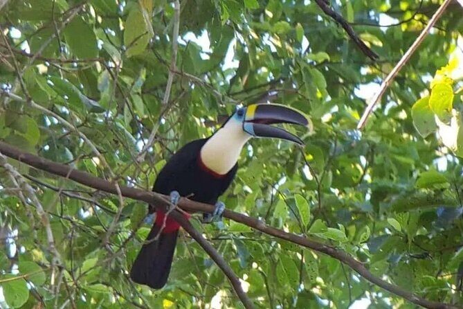 Manu National Park Tour 4 Days/3 Nights - Rooms, Bathrooms, Towels, and Meals: What’s Actually Included