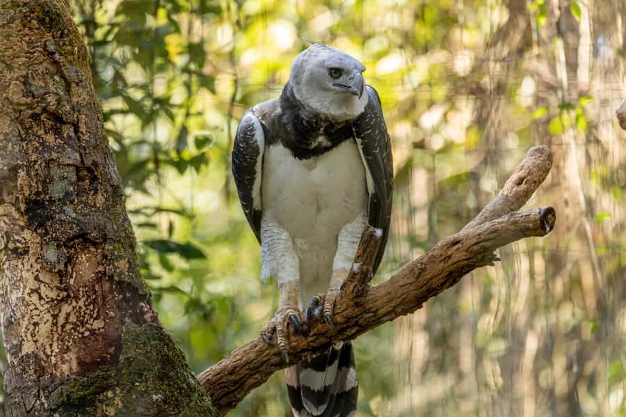 Manu National Park Tours from Cusco 5 Days - Key highlights that shape your experience