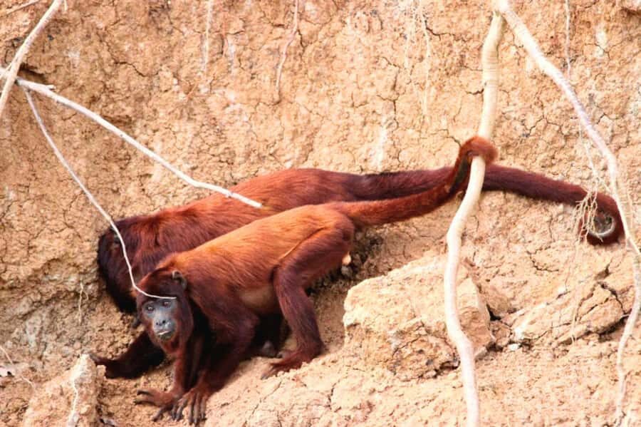 Manu National Park Tours from Cusco 5 Days - Manu in Five Days: What You’re Really Buying