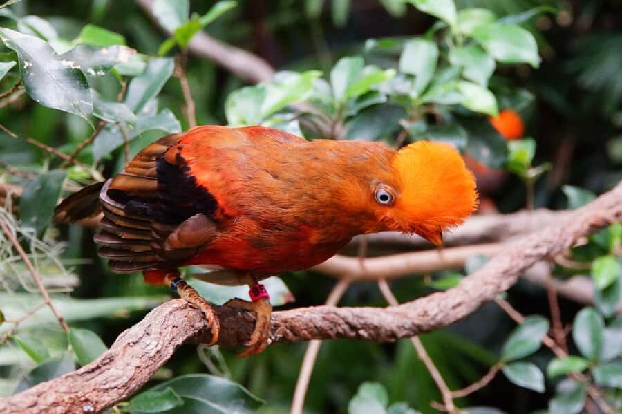 Manu National Park Tours from Cusco 5 Days - River rides to Soga de Oro Lodge on the Madre de Dios