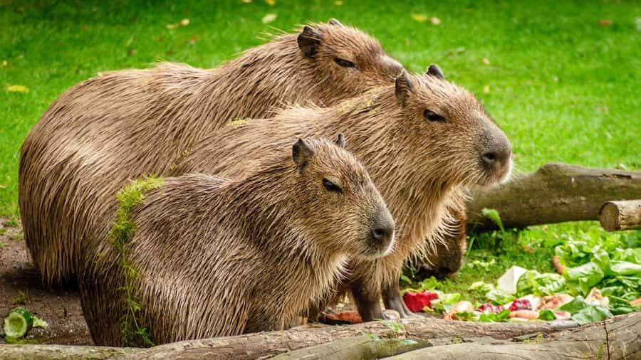 Manu National Park Tours from Cusco 5 Days - Parrots, a jungle lunch, and medicinal plant hikes in Manu