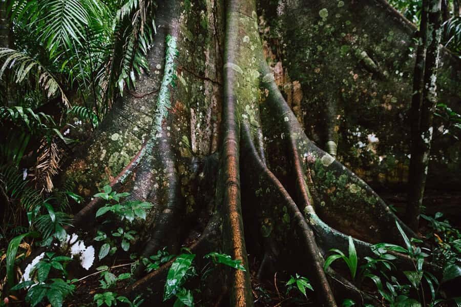 Manu National Park Tours from Cusco 5 Days - Trails back at Bambu Lodge: flora and fauna on foot