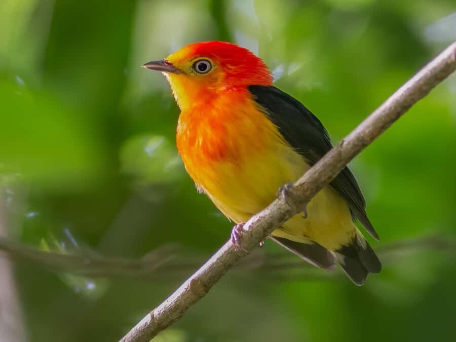 Manu National Park Tours from Cusco 5 Days - The Cusco return: one last look at Paucartambo