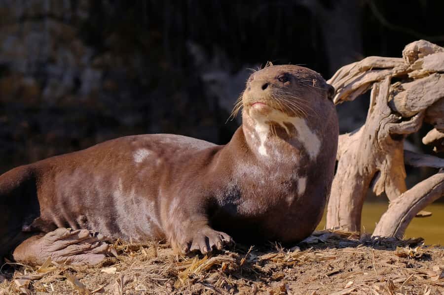 Manu National Park Tours from Cusco 5 Days - Small group and bilingual guides: the practical upside