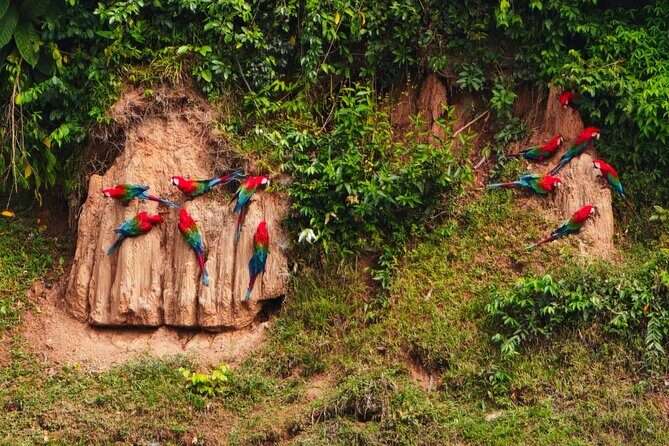 Manu Reserved Zone Amazon Tour 6 Days - 2026. - Manu Reserved Zone day: Limonal entry, Manu River wildlife, Cocha Brashco, and night options