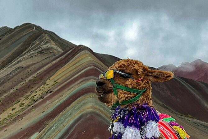 Mountain of Colors in a Day From Cusco - The Phullawasi–Chillwani uphill hike: pace, poles, and animals