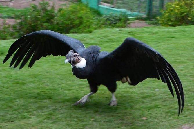 Mystic experience at Cochahuasi ( blessings of the Andean condor) - Cochahuasi Condor Blessing at a Glance