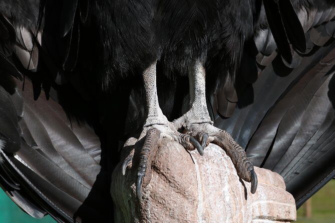 Mystic experience at Cochahuasi ( blessings of the Andean condor) - First You Get the Context: Cochahuasi’s Condor Rescue Mission