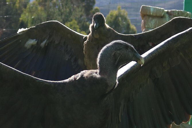 Mystic experience at Cochahuasi ( blessings of the Andean condor) - What I Think You Will Value Most: Conservation That Feels Human