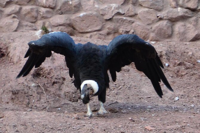 Mystic experience at Cochahuasi ( blessings of the Andean condor) - Timing in Real Life: When You Can Fit It Around Cusco
