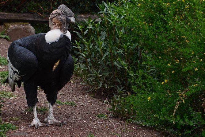 Mystic experience at Cochahuasi ( blessings of the Andean condor) - The Bottom Line: Should You Book Cochahuasi for the Condor Blessing?