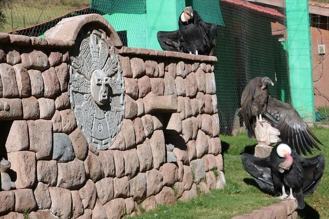 Mystic experience at Cochahuasi ( blessings of the Andean condor) - The 2-Half Experience: Sanctuary Education Then the APU KUNTUR Blessing
