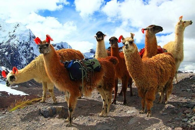Natural Inca Hot Springs Day Trip – Soak & Relax in the Andes - Lunch and refreshments: more than a checkbox