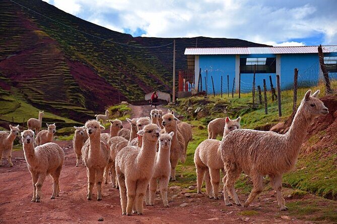 Palccoyo Rainbow Mountain from Cusco with transfers and lunch - Key Things You’ll Notice on This Palccoyo Day Trip