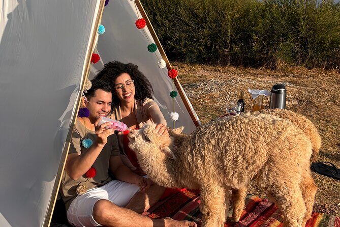 Picnic and Pukara Bull Painting in the Sacred Valley, Cusco, Peru - Alpaca Feeding Time: Up Close, Calm, and Actually Informative
