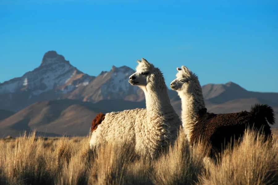 Pisaq, Ollantaytambo, Chinchero - Sacred Valley Experience - What to Bring and Wear for a Rain-or-Shine Day