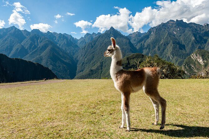 Private Luxury Machu Picchu Tour with Buffet Lunch - The Return to Cusco: A Long Train Ride That Works