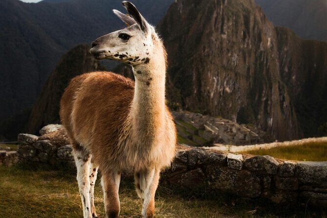 Private Machu Picchu Guided Tour from Aguas Calientes - Aguas Calientes to Machu Picchu: the rhythm of the day