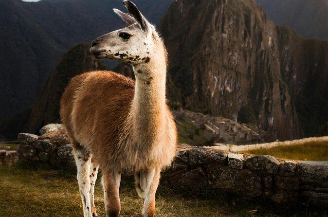 Private Machu Picchu Guided Tour from Aguas Calientes - Not included: trains, lunch, tips, and a key circuit question