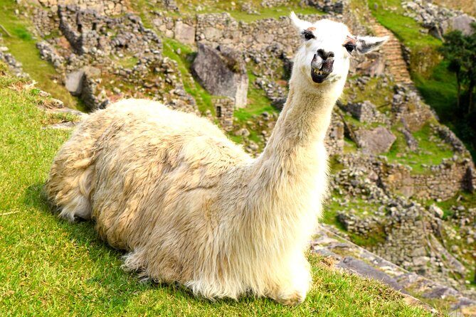 Private Tour, Full Day Machu Picchu with Lunch - Free time, comfort, and small-group pacing (max 8 travelers)