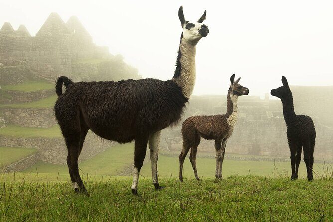 Private Tour to the Lost City: Machu Picchu in One Day - Return via train to Poroy and drop-off in Cusco around 7:00 PM